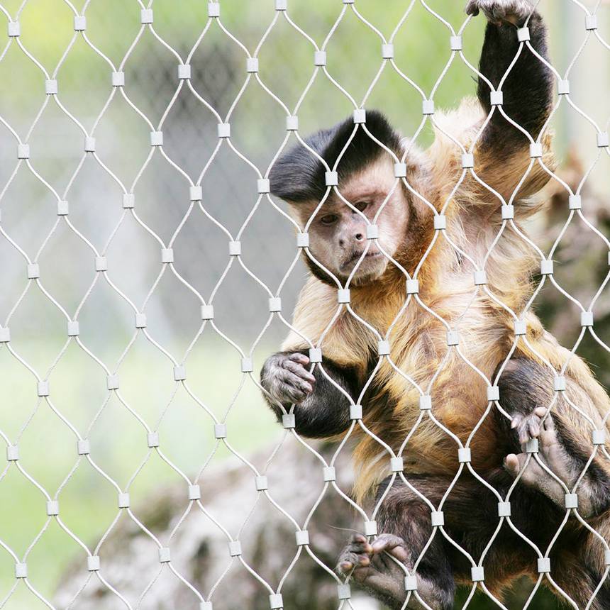 君創(chuàng)動物園鋼絲繩網